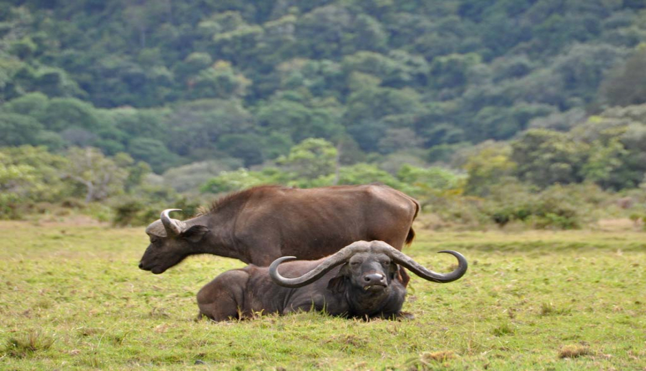 Actual image number 17 for slideshow images, displaying 37 tanzania safari images