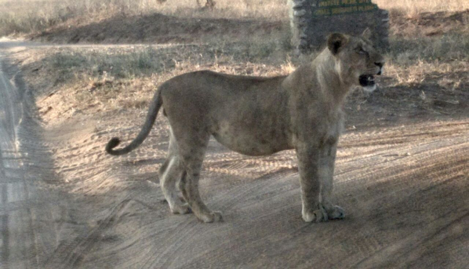 Actual image number 17 for slideshow images, displaying 37 tanzania safari images