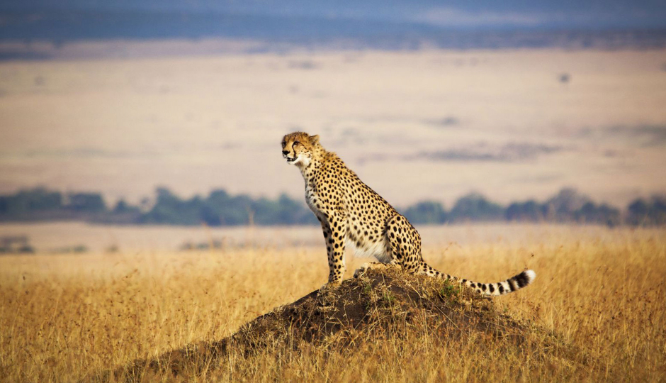 Actual image number 20 for slideshow images, displaying 40 tanzania safari images