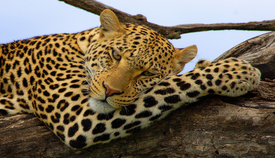 Tanzania Safari: 13 Days Full Packed Private Guided Safari Tour