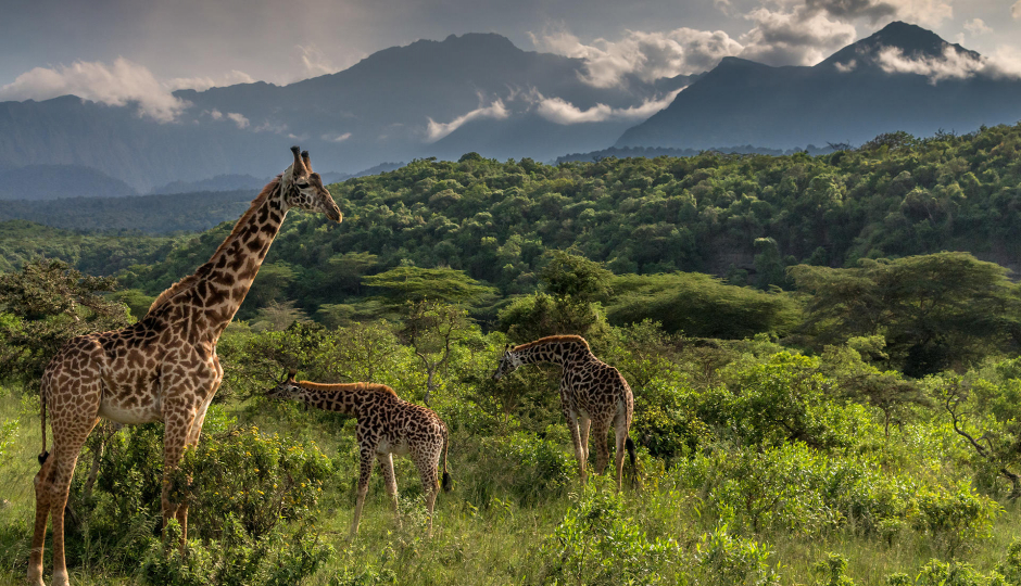 Random image number 5 showcasing tanzania safari image gallery placeholder