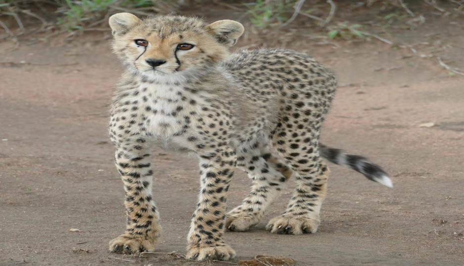 Actual image number 20 for slideshow images, displaying 40 tanzania safari images