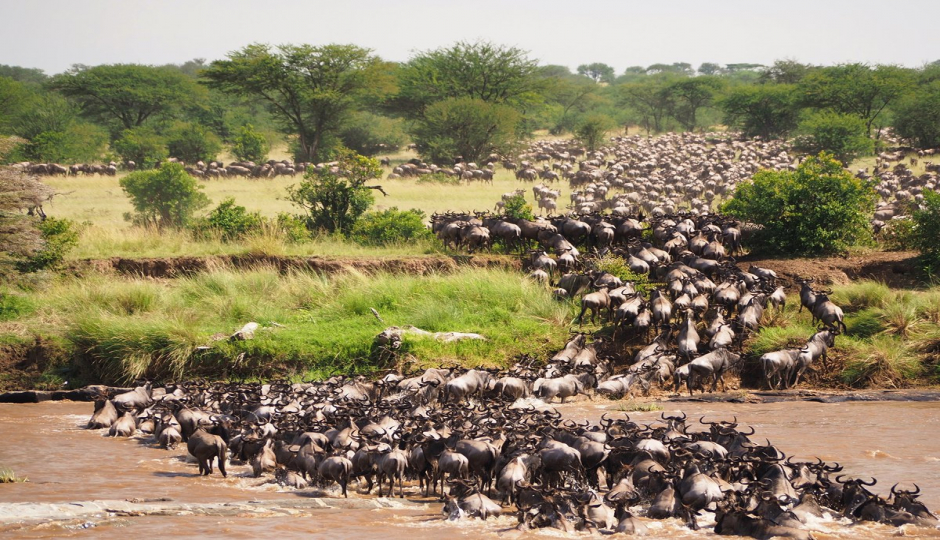 Random image number 3 showcasing tanzania safari image gallery placeholder