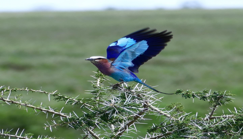 Random image number 2 showcasing tanzania safari image gallery placeholder