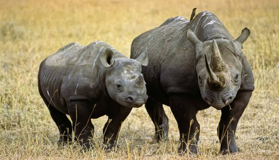 Actual image number 20 for slideshow images, displaying 40 tanzania safari images