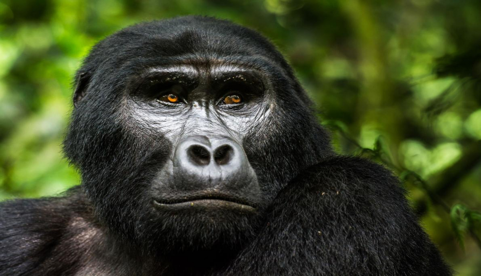 Random image number 3 showcasing tanzania safari image gallery placeholder