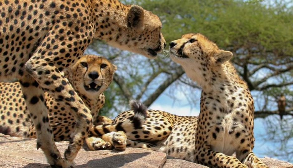 Random image number 5 showcasing tanzania safari image gallery placeholder