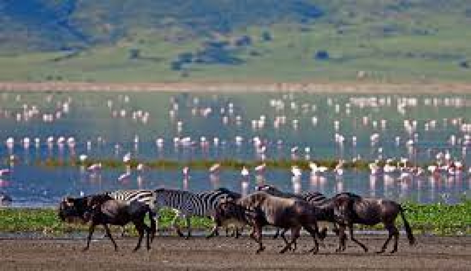 Actual image number 20 for slideshow images, displaying 40 tanzania safari images