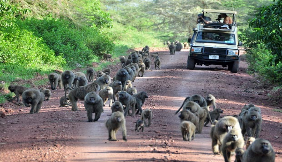 Actual image number 4 for slideshow images, displaying 24 tanzania safari images
