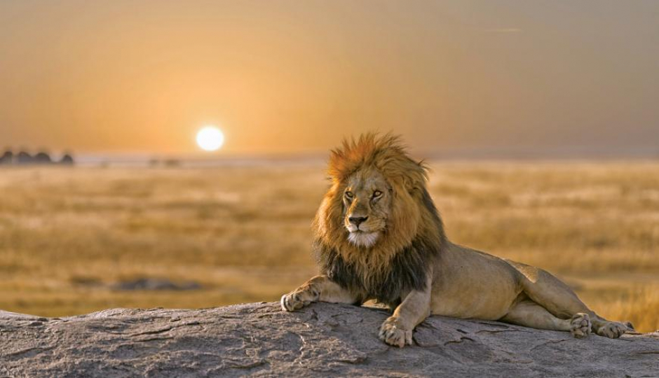 Actual image number 8 for slideshow images, displaying 28 tanzania safari images