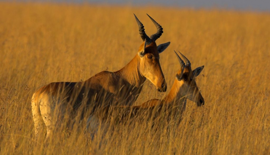 Random image number 3 showcasing tanzania safari image gallery placeholder