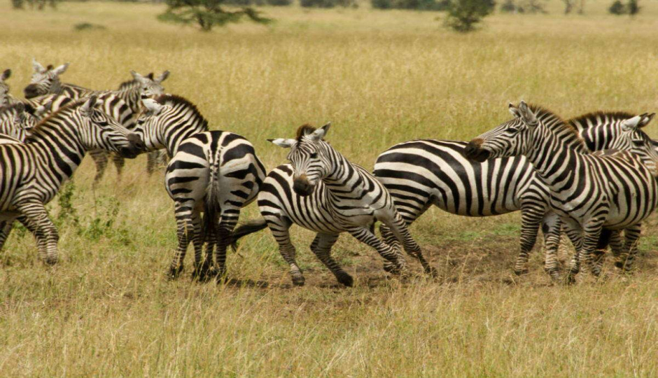 Actual image number 10 for slideshow images, displaying 30 tanzania safari images