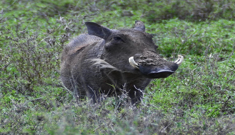 Actual image number 19 for slideshow images, displaying 39 tanzania safari images