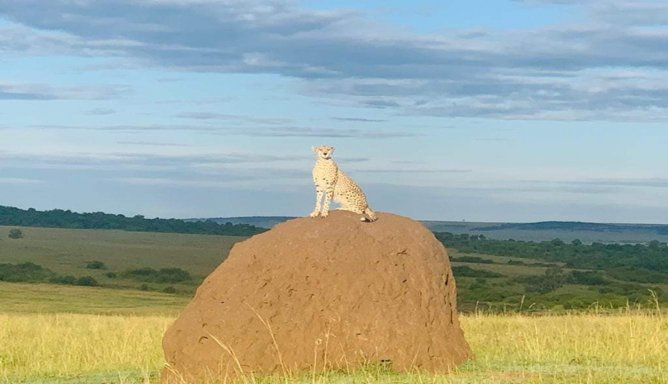 Random image number 3 showcasing tanzania safari image gallery placeholder