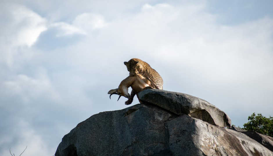 Actual image number 18 for slideshow images, displaying 38 tanzania safari images