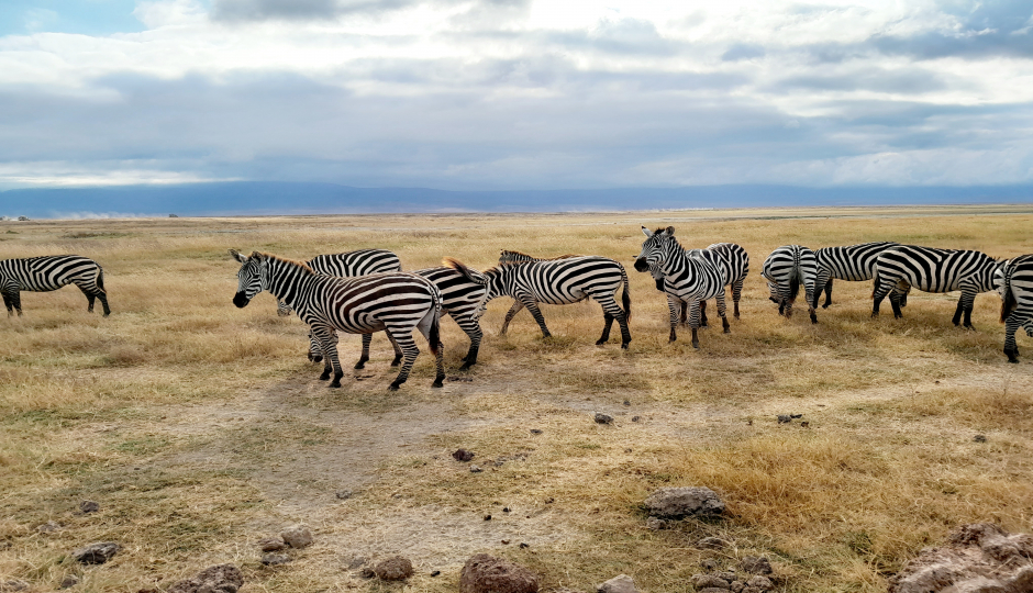 Actual image number 9 for slideshow images, displaying 29 tanzania safari images