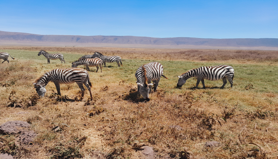Actual image number 16 for slideshow images, displaying 36 tanzania safari images