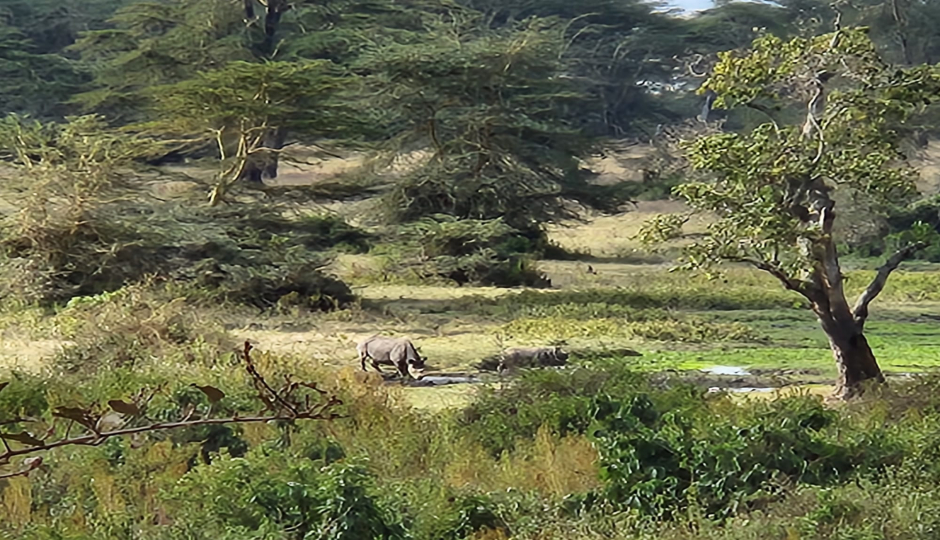 Actual image number 17 for slideshow images, displaying 37 tanzania safari images