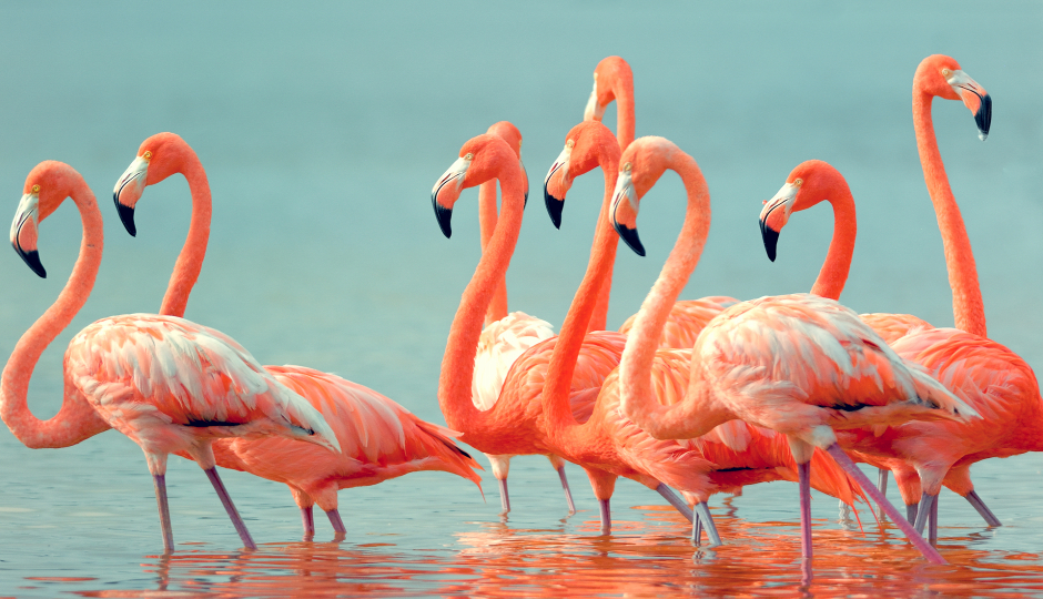 Actual image number 3 for slideshow images, displaying 23 tanzania safari images