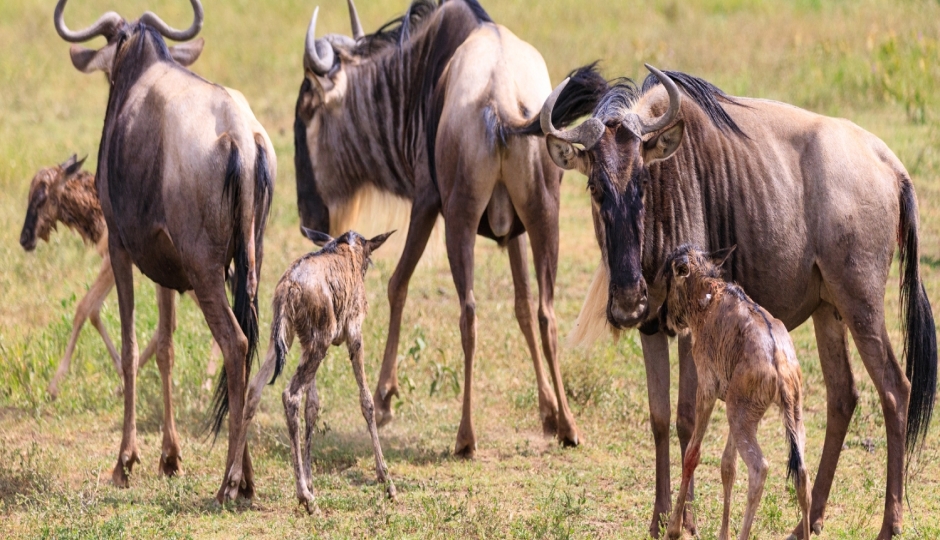 Random image number 2 showcasing tanzania safari image gallery placeholder