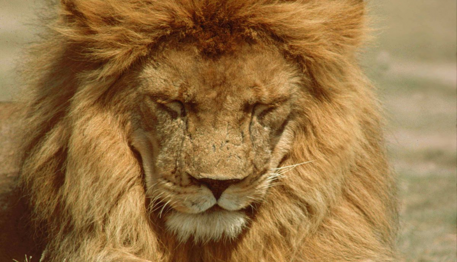 Actual image number 20 for slideshow images, displaying 40 tanzania safari images