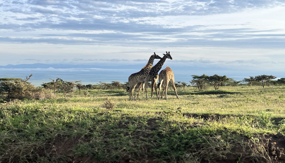 Thumb Nail Image: 3 Which Month Is Perfect for Travelling to Tanzania Safari?