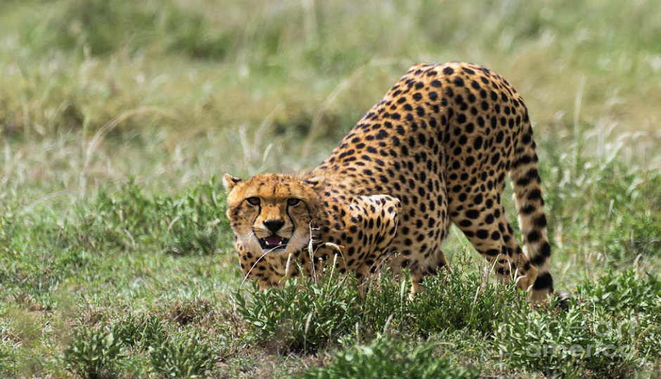 Random image number 5 showcasing tanzania safari image gallery placeholder