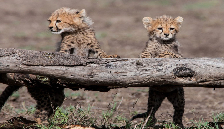 Random image number 6 showcasing tanzania safari image gallery placeholder