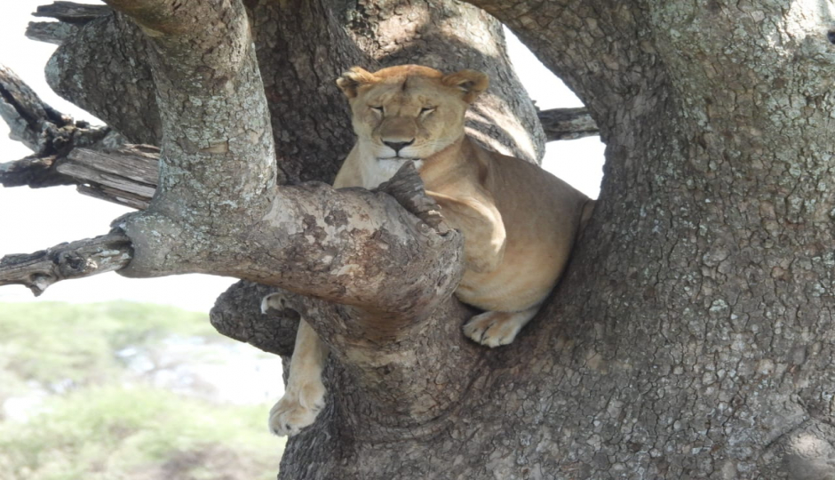 Random image number 3 showcasing tanzania safari image gallery placeholder