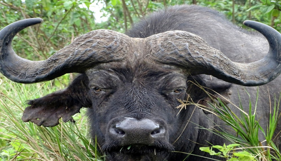 Actual image number 4 for slideshow images, displaying 24 tanzania safari images