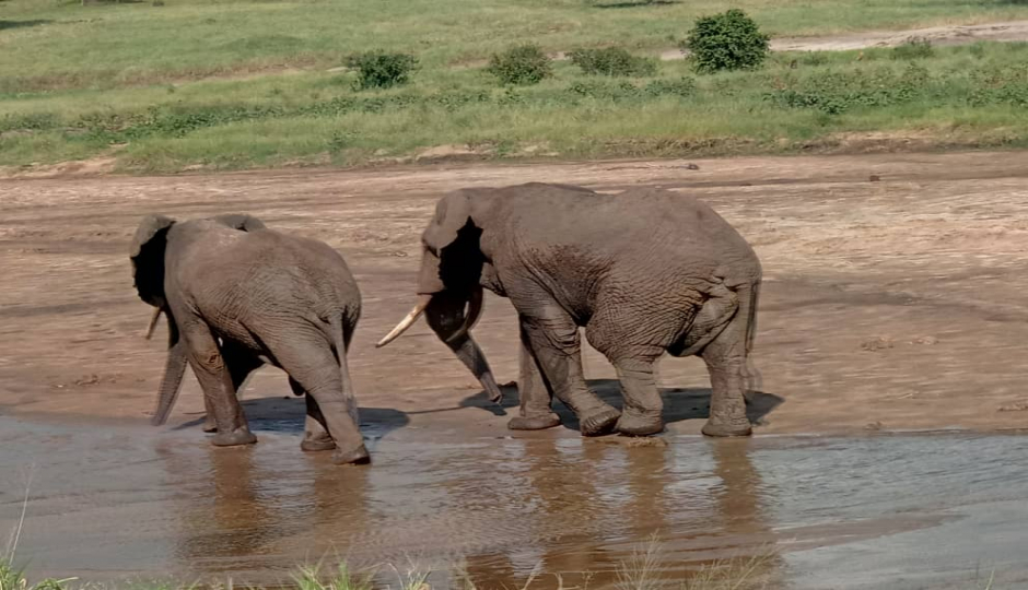Actual image number 20 for slideshow images, displaying 40 tanzania safari images