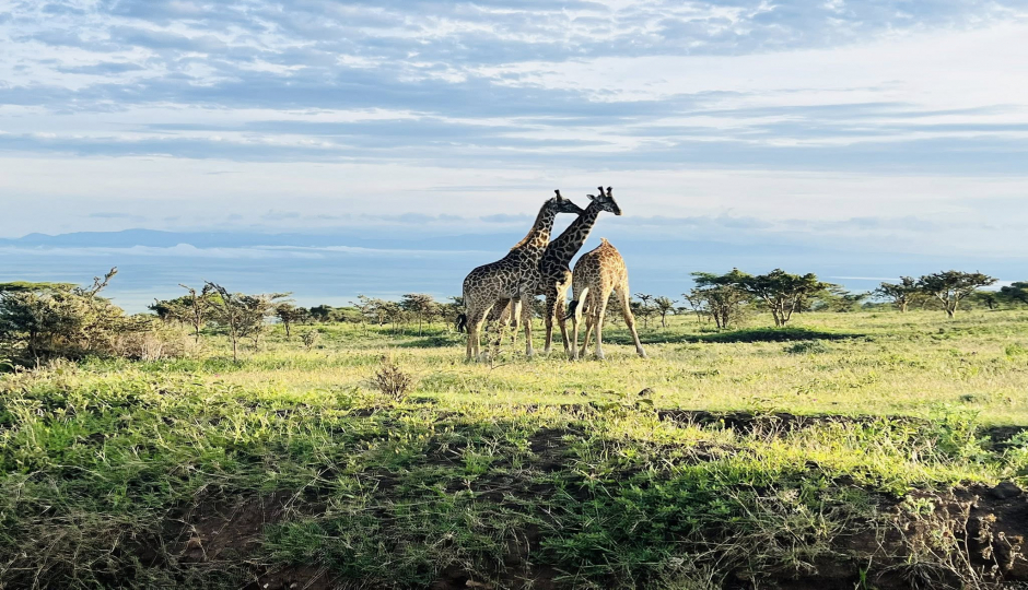 Actual image number 11 for slideshow images, displaying 31 tanzania safari images