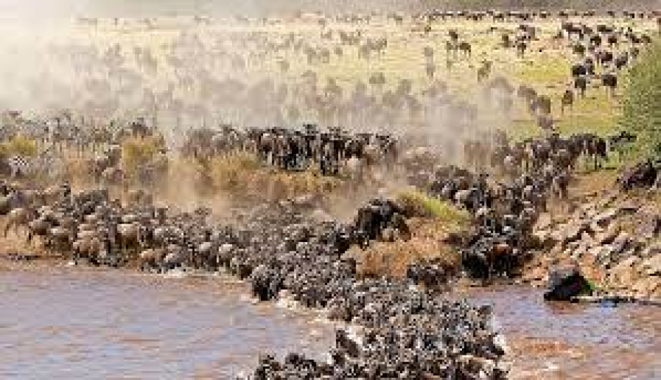 Random image number 6 showcasing tanzania safari image gallery placeholder