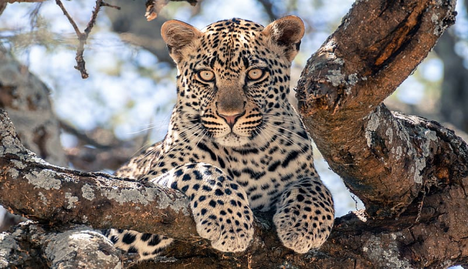 Actual image number 8 for slideshow images, displaying 28 tanzania safari images