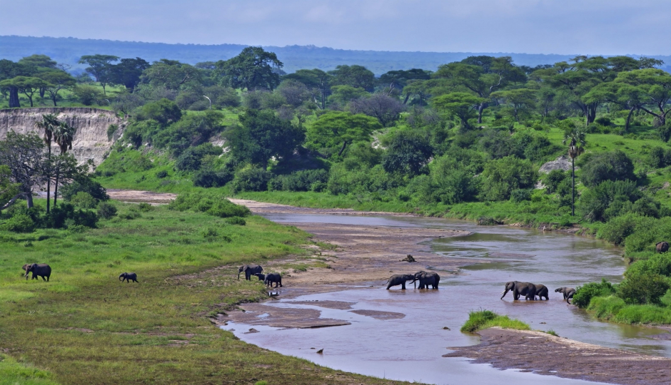 Actual image number 15 for slideshow images, displaying 35 tanzania safari images
