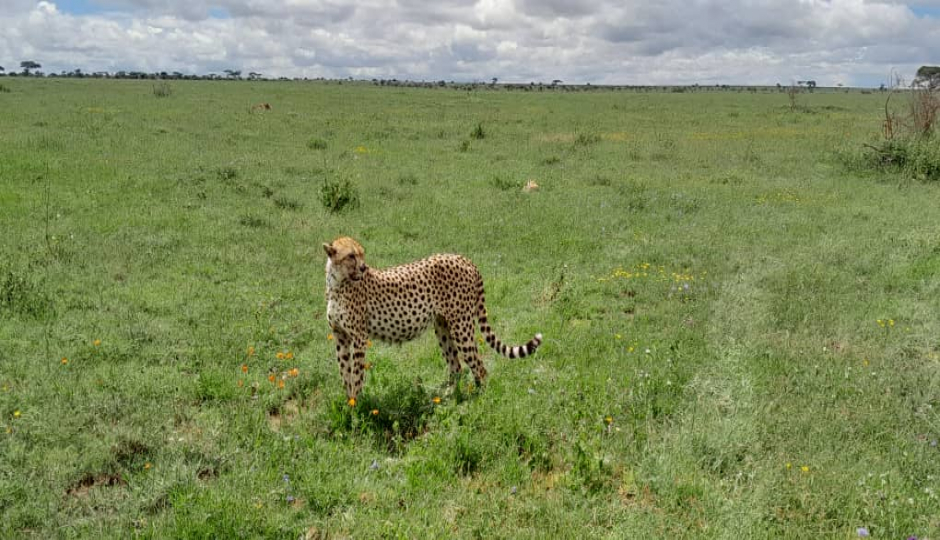 Actual image number 11 for slideshow images, displaying 31 tanzania safari images
