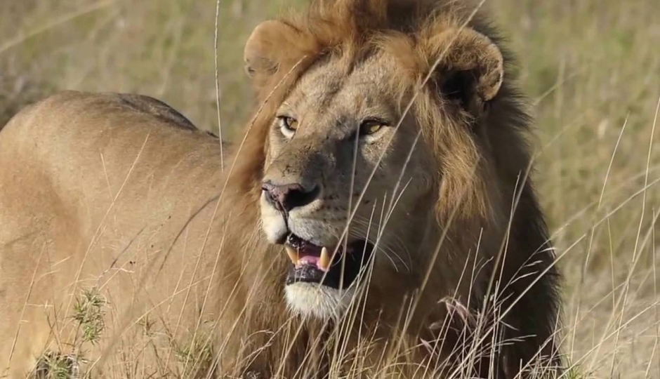 Actual image number 10 for slideshow images, displaying 30 tanzania safari images