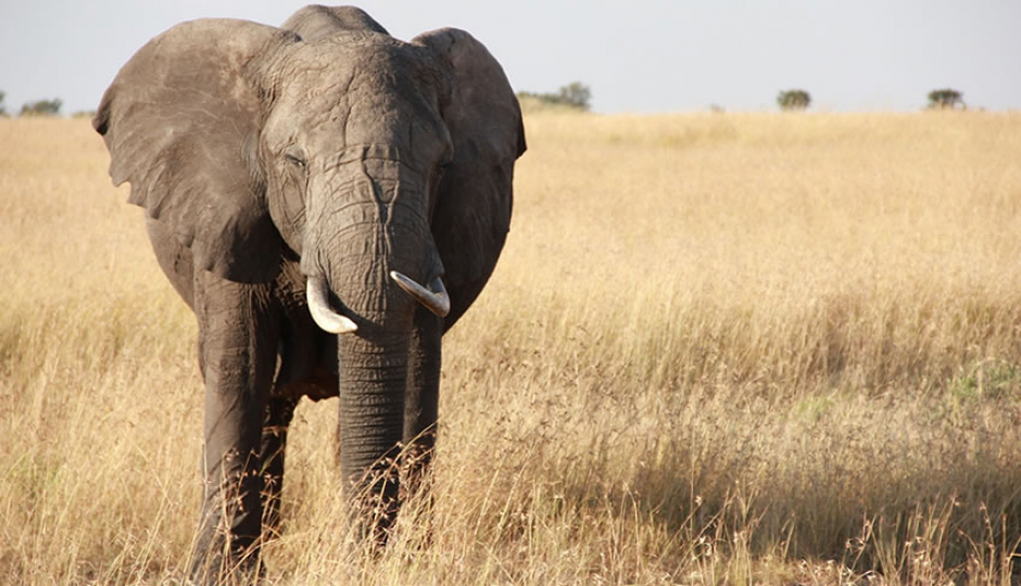 Actual image number 12 for slideshow images, displaying 32 tanzania safari images
