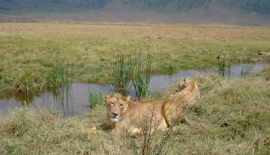 Actual image number 19 for slideshow images, displaying 39 tanzania safari images
