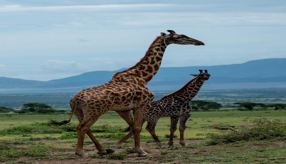 Actual image number 13 for slideshow images, displaying 33 tanzania safari images