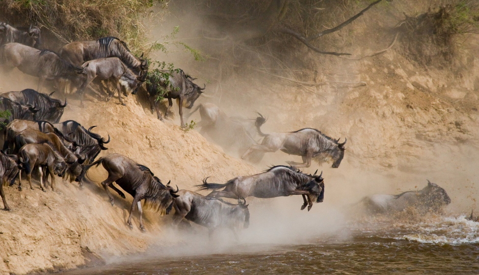 Serengeti Wildebeest Migration