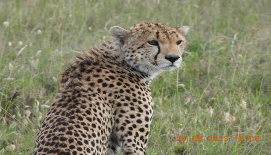 Actual image number 16 for slideshow images, displaying 36 tanzania safari images