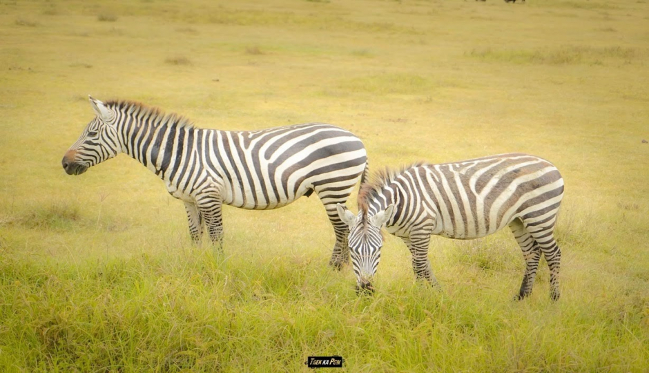 Actual image number 15 for slideshow images, displaying 35 tanzania safari images