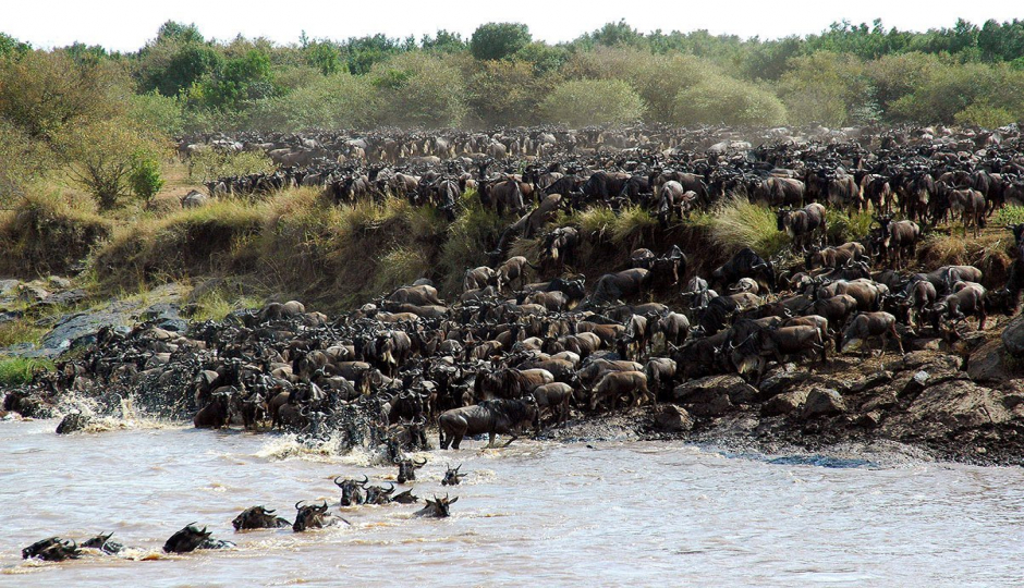 Random image number 6 showcasing tanzania safari image gallery placeholder