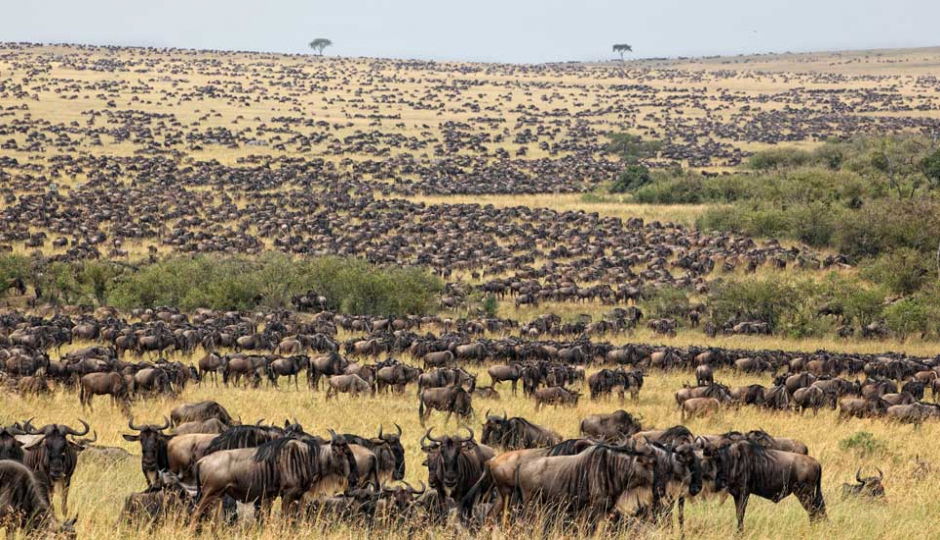 Actual image number 7 for slideshow images, displaying 27 tanzania safari images