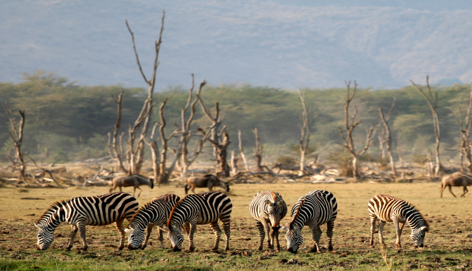 Actual image number 16 for slideshow images, displaying 36 tanzania safari images