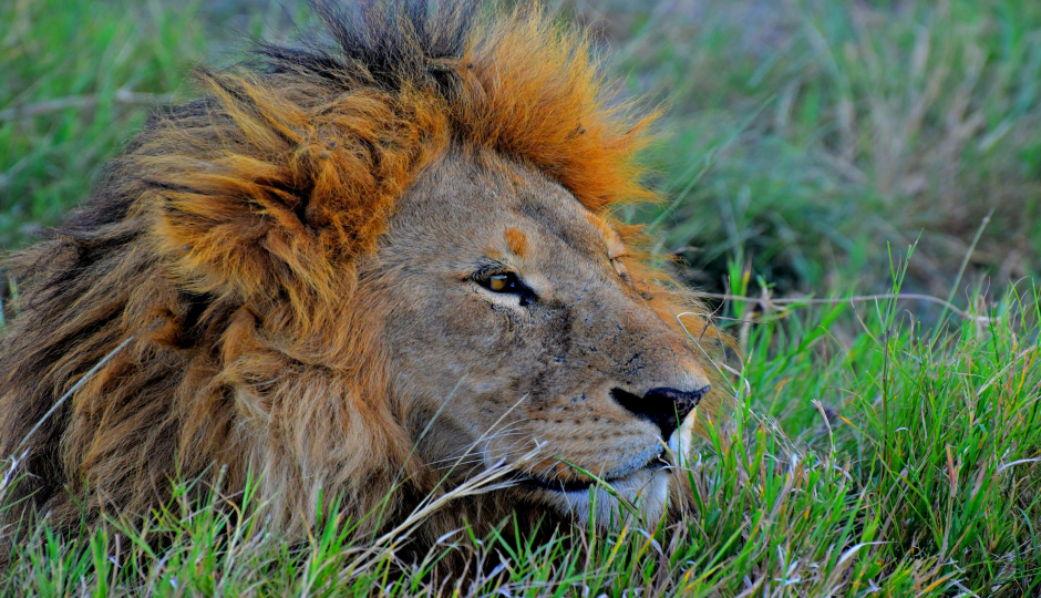 Thumb Nail Image: 4 Discover the Magic: Join Our 4-Day Tanzania Camping Safari – Only $1100!