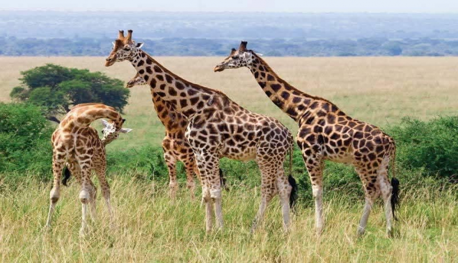 Actual image number 17 for slideshow images, displaying 37 tanzania safari images