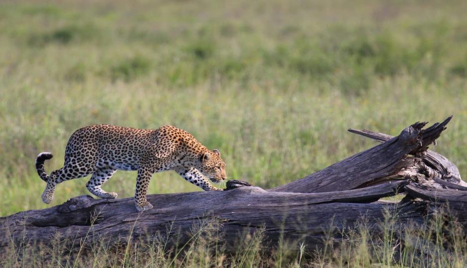 Actual image number 20 for slideshow images, displaying 40 tanzania safari images