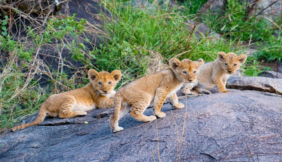 Thumb Nail Image: 3 Discover the Magic: Join Our 4-Day Tanzania Camping Safari – Only $1100!